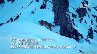新疆天山雪豹再次击败北京人和,屡屡绝胜 新疆天山雪豹再次击败北京人和,屡屡绝胜
